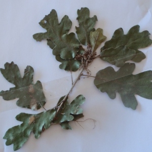 Photographie n°244539 du taxon Quercus virgiliana (Ten.) Ten. [1838]