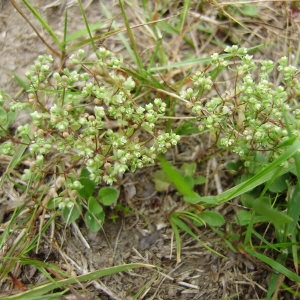 Photographie n°244552 du taxon Radiola linoides Roth [1788]