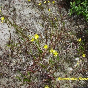 Photographie n°244556 du taxon Ranunculus flammula L. [1753]