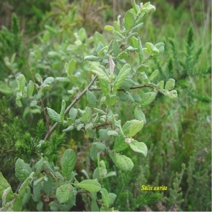 Photographie n°244559 du taxon Salix aurita L. [1753]