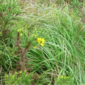 Photographie n°244566 du taxon Ulex gallii Planch. [1849]