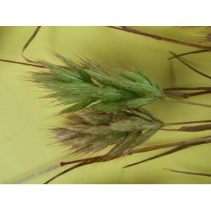 Bromus scoparius L. (Brome à balais)