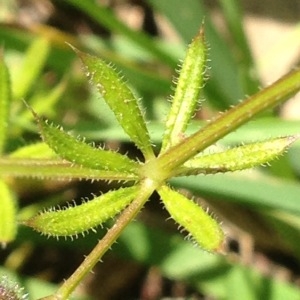 Photographie n°244605 du taxon Galium aparine L. [1753]