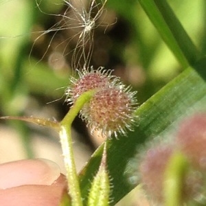 Photographie n°244606 du taxon Galium aparine L. [1753]