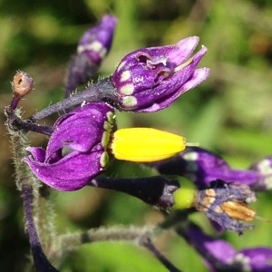 Photographie n°244607 du taxon Solanum dulcamara L. [1753]