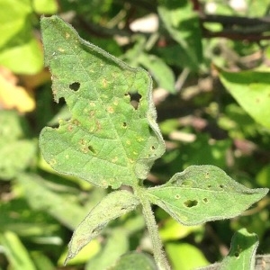 Photographie n°244608 du taxon Solanum dulcamara L. [1753]