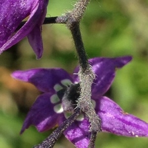 Photographie n°244609 du taxon Solanum dulcamara L. [1753]