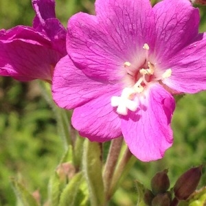 Photographie n°244620 du taxon Epilobium hirsutum L.