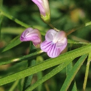 Photographie n°244630 du taxon Vicia tetrasperma (L.) Schreb. [1771]