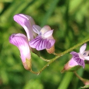 Photographie n°244631 du taxon Vicia tetrasperma (L.) Schreb. [1771]