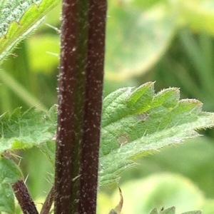 Photographie n°244637 du taxon Urtica dioica L. [1753]