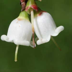 Vaccinium vitis-idaea L. (Airelle du mont Ida)