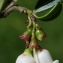  Liliane Roubaudi - Vaccinium vitis-idaea L. [1753]