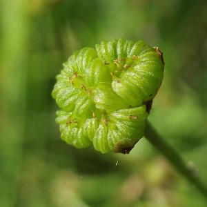 Photographie n°244674 du taxon Alisma plantago-aquatica L. [1753]