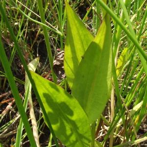 Photographie n°244675 du taxon Alisma plantago-aquatica L. [1753]