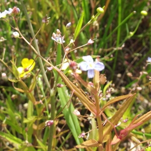 Photographie n°244681 du taxon Veronica catenata Pennell [1921]