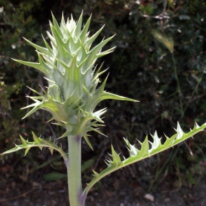 Acanthus spinosus L. (Acanthe épineuse)