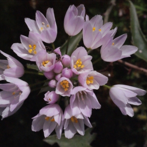 Photographie n°244700 du taxon Allium roseum L. [1753]