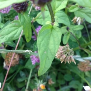 Photographie n°244726 du taxon Prunella vulgaris L. [1753]