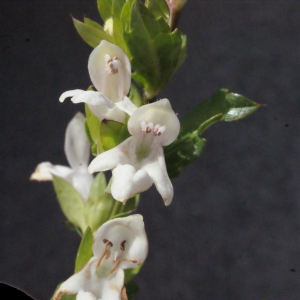 Prasium majus subsp. neglectum Bég. & Vacc. (Épiaire des brisants)