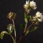  Liliane Roubaudi - Trifolium nigrescens Viv. [1808]