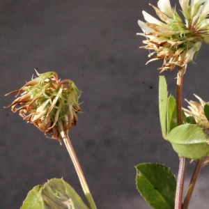 Photographie n°244755 du taxon Trifolium nigrescens Viv. [1808]