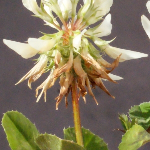 Photographie n°244756 du taxon Trifolium nigrescens Viv. [1808]