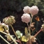  Liliane Roubaudi - Trifolium tomentosum L. [1753]