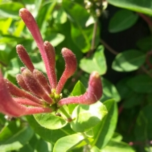 Photographie n°244853 du taxon Lonicera periclymenum L. [1753]