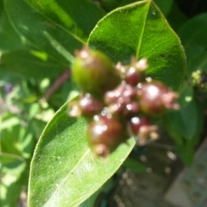 Photographie n°244854 du taxon Lonicera periclymenum L. [1753]