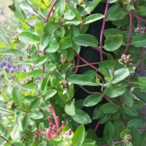 Photographie n°244856 du taxon Lonicera periclymenum L. [1753]