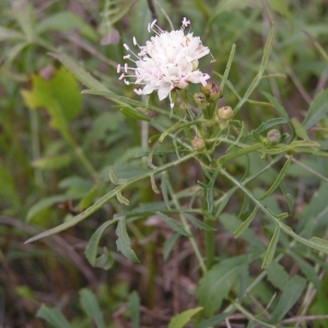 Photographie n°244862 du taxon Cephalaria leucantha (L.) Schrad. ex Roem. & Schult. [1818]