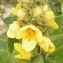  Alain Bigou - Verbascum densiflorum Bertol. [1810]