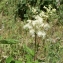  Liliane Roubaudi - Filipendula ulmaria (L.) Maxim. [1879]