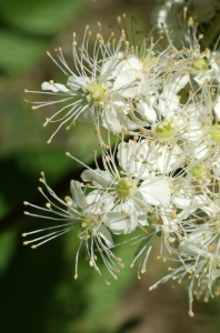 Liliane Roubaudi, le 21 juin 2014 (Meyrié)