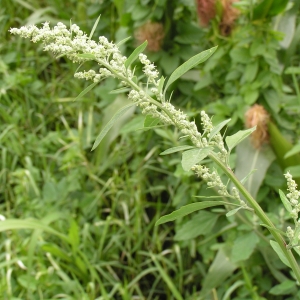 Chenopodium album L. subsp. album (Ansérine blanche)