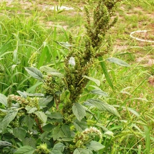 Photographie n°244908 du taxon Amaranthus retroflexus L. [1753]