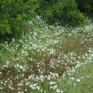 Photographie n°244924 du taxon Orlaya grandiflora (L.) Hoffm. [1814]