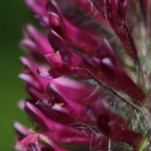 Photographie n°244941 du taxon Trifolium rubens L. [1753]