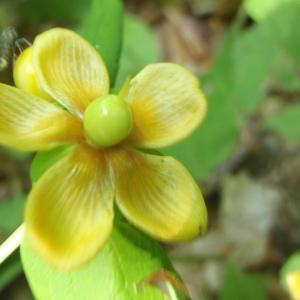 Photographie n°244964 du taxon Hypericum androsaemum L. [1753]