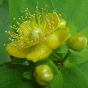 Photographie n°244966 du taxon Hypericum androsaemum L. [1753]