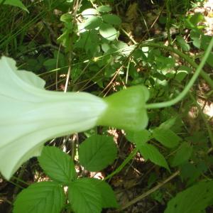 Calystegia silvatica (Kit.) Griseb. (Liseron des bois)