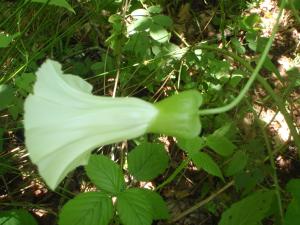 Genevieve Botti, le  3 juin 2014 (Bulgarie (Strandja))