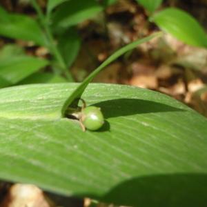 Photographie n°244970 du taxon Ruscus hypoglossum L. [1753]