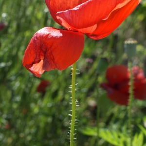 Photographie n°244976 du taxon Papaver rhoeas L.