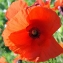  Liliane Roubaudi - Papaver rhoeas L.