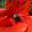  Liliane Roubaudi - Papaver rhoeas L.