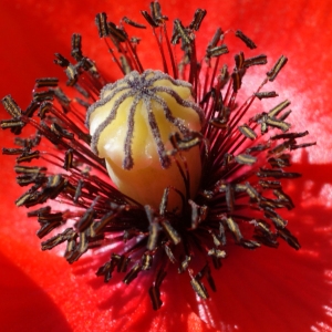 Photographie n°244989 du taxon Papaver rhoeas L.