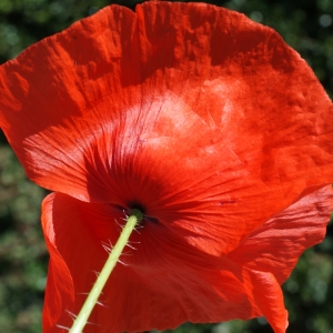 Photographie n°244990 du taxon Papaver rhoeas L.