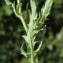  Liliane Roubaudi - Papaver rhoeas L.